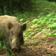 A wild boar captured on a camera trap near Fukushima.